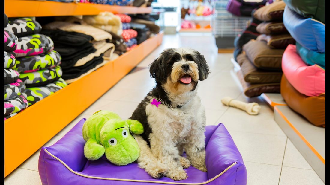 Cão em loja de produtos pet