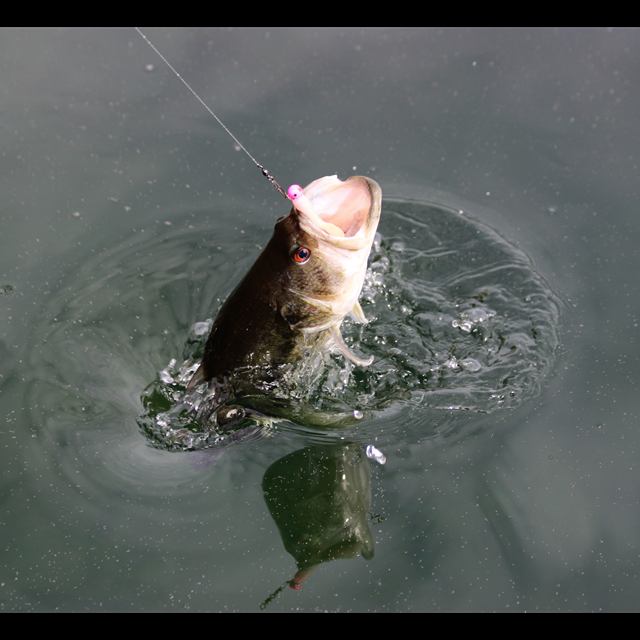 Pesca esportiva