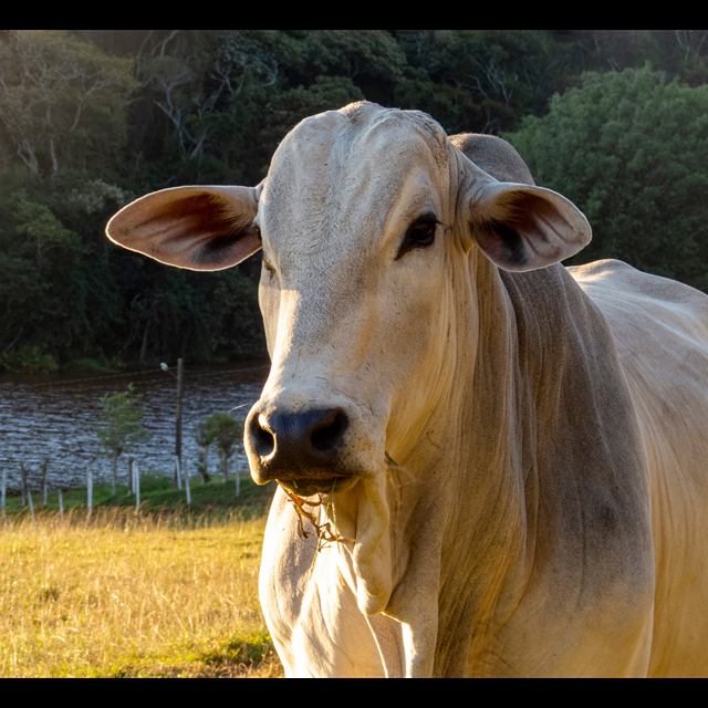 Touro nelore