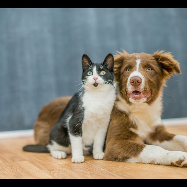 Cães e gatos
