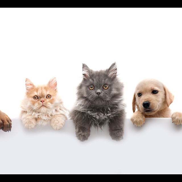 Cães e gatos