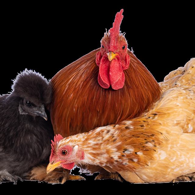 Aves de criação