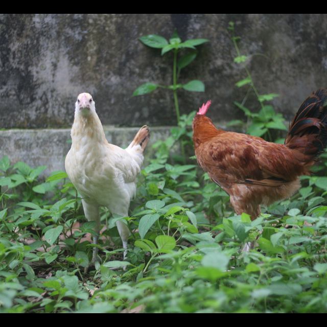 Aves de criação