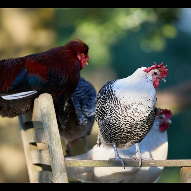 Aves de criação