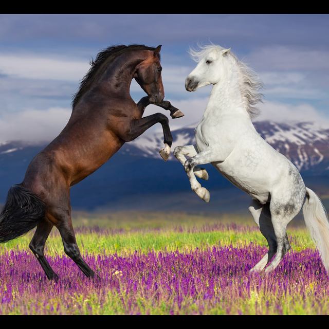 Equinos
