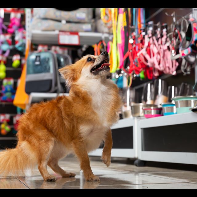 Loja pet
