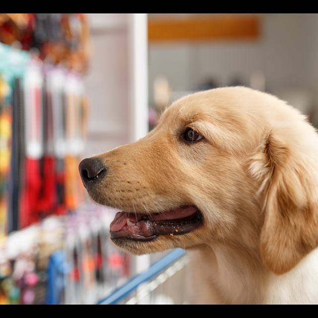 Alimentação pet