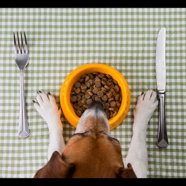 Alimentação pet