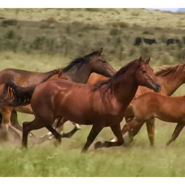 Cavalos em galope