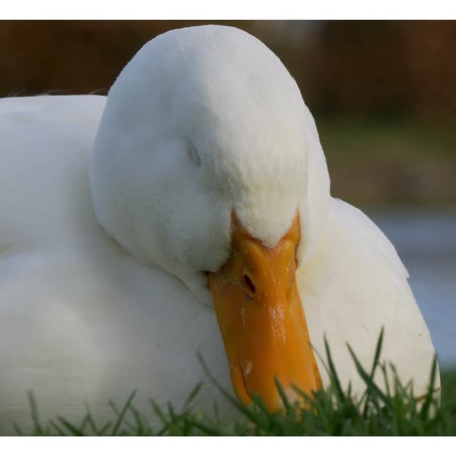 Criação de patos