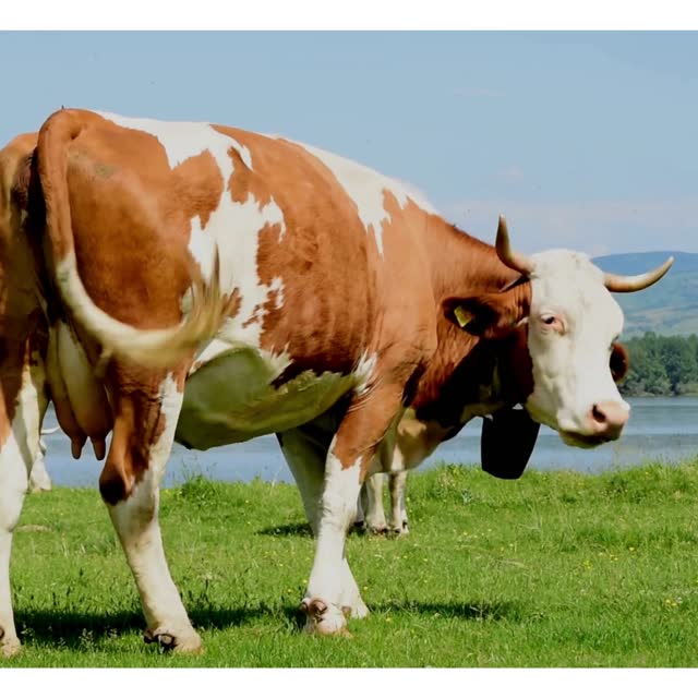 Vaca leiteira no pasto