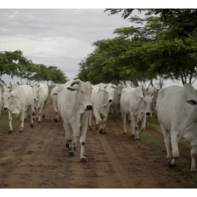 Condução do rebanho