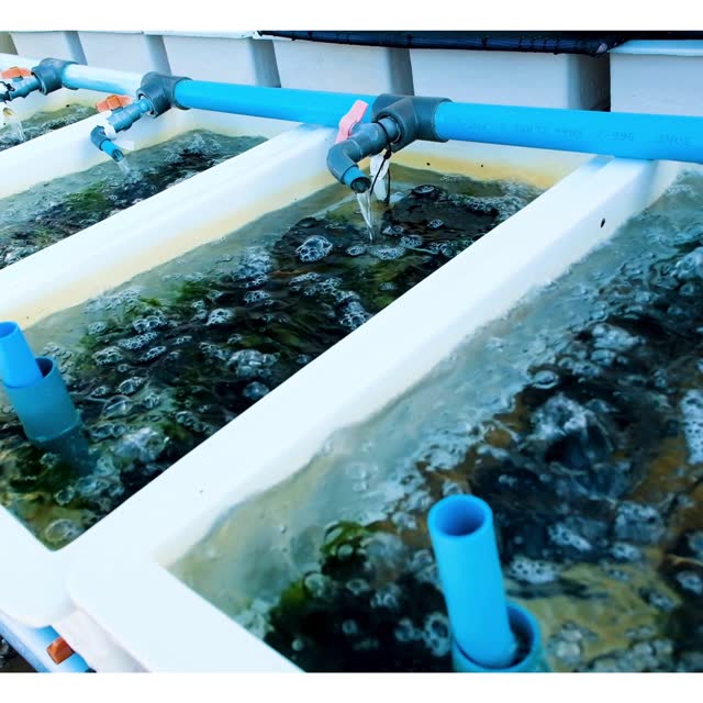 Tanques de piscicultura