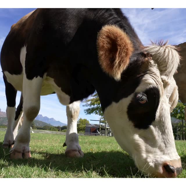 Vaca holandesa