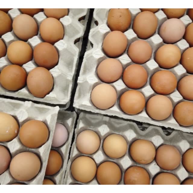 Produção de ovos