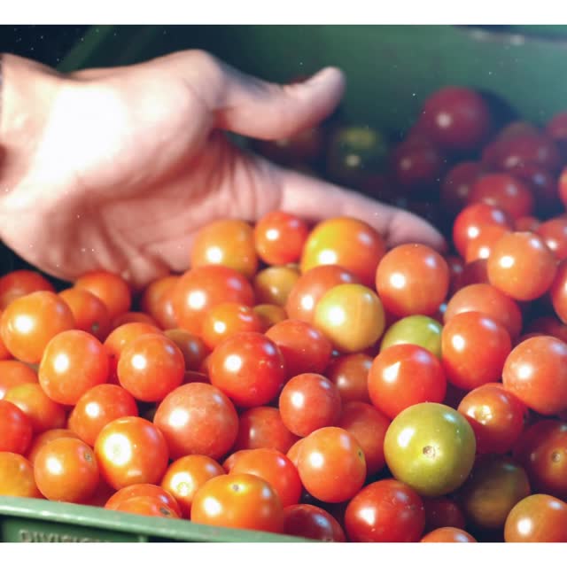 Colheita de tomate