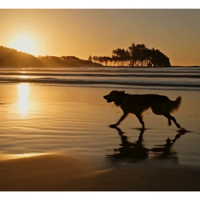 Cão correndo ao entardecer