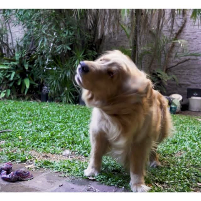 Cão no quintal