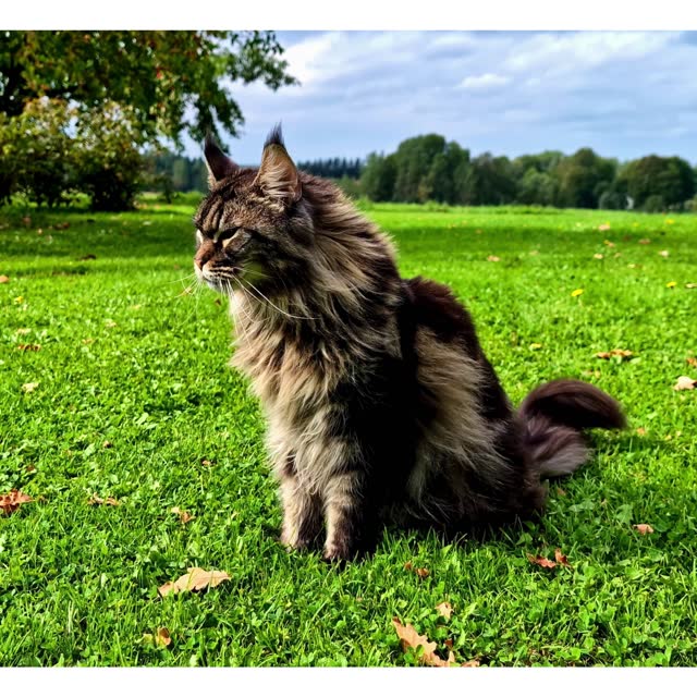Gato no jardim